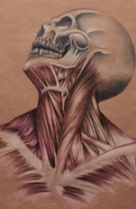 anatomia-disegno