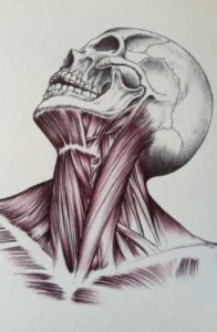 anatomia-foto